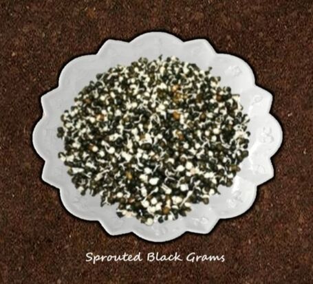 Sprouted Black Grams Whole Black Urad